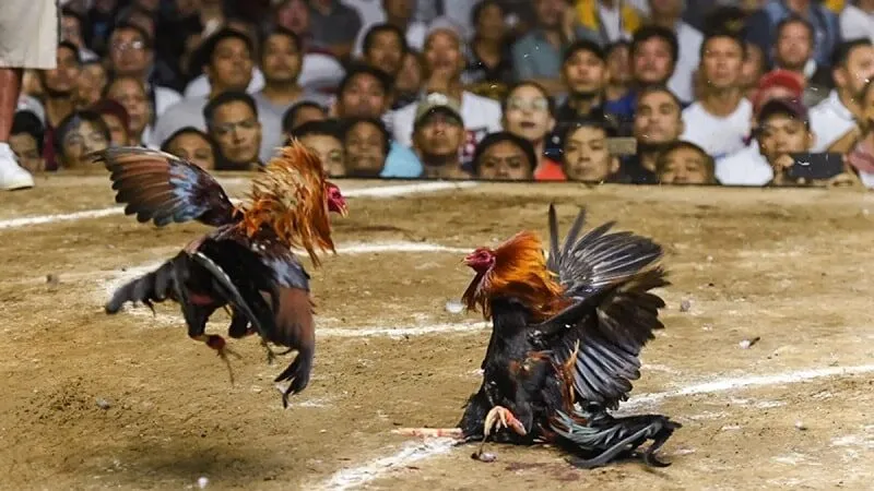 Tìm hiểu chiến kê kỹ lưỡng để chốt kèo trận đấu dễ thắng Tìm hiểu chiến kê kỹ lưỡng để chốt kèo trận đấu dễ thắng