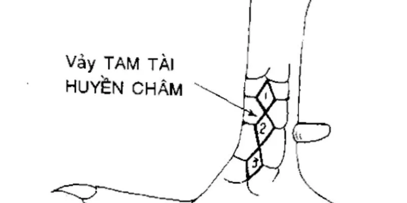Phân loại vảy gà Huyền Trâm Phân loại vảy gà Huyền Trâm